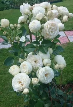 Roseira branca carregada de flores abertas e botões