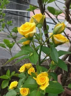 Roseira amarela com várias flores e botões no mesmo galho