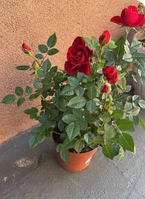 Roseira vermelha florida cultivada em vaso