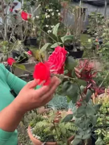 Rosa vermelha grande e bem aberta segurada na mão
